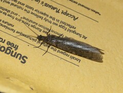 Archichauliodes diversus