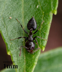 Crematogaster ashmeadi