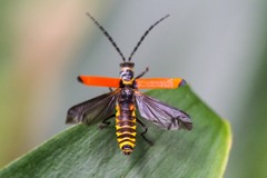 Chauliognathus atricornis