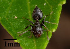 Crematogaster ashmeadi