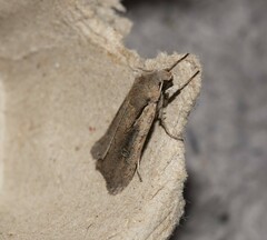 Ichneutica atristriga