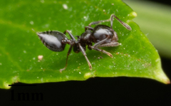Crematogaster ashmeadi