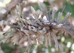 Tillandsia minutiflora