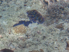 Tridacna crocea