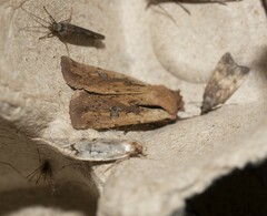 Ichneutica atristriga