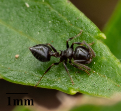Crematogaster ashmeadi