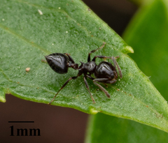 Crematogaster ashmeadi