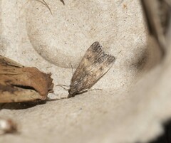 Eudonia asterisca