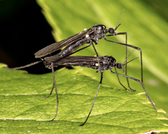 Gnophomyia tristissima