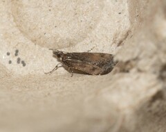 Eudonia asterisca