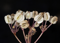 Cymopterus