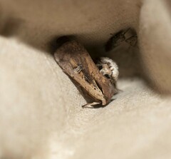 Ichneutica atristriga