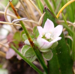 Wahlenbergia peruviana