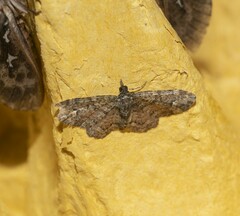 Pasiphilodes testulata