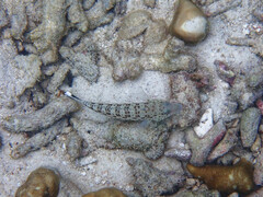 Parapercis hexophtalma