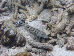 Parapercis hexophtalma