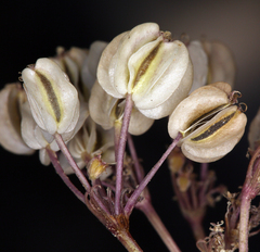 Cymopterus
