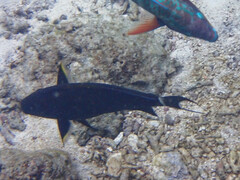 Acanthurus nigricauda