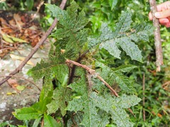 Solanum prinophyllum