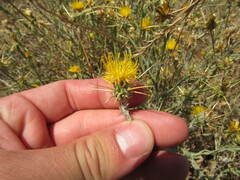Centaurea solstitialis