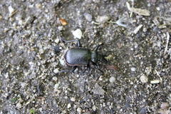 Calosoma inquisitor