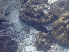 Acanthurus nigricauda