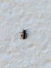 Phyllotreta