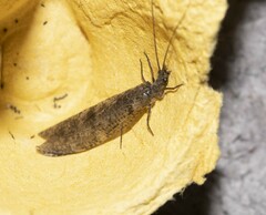 Archichauliodes diversus