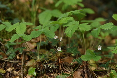 Potentilla micrantha