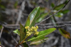 Dodonaea viscosa angustifolia