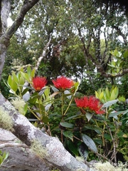 Metrosideros umbellata