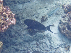 Acanthurus nigricauda