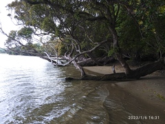 Metrosideros umbellata