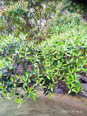 Metrosideros umbellata