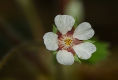 Potentilla micrantha