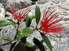 Metrosideros umbellata