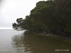 Metrosideros umbellata