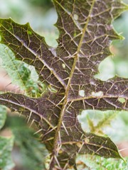 Solanum prinophyllum