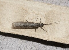 Archichauliodes diversus