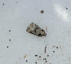 Harmologa amplexana
