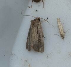 Ichneutica atristriga