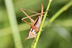 Conocephalus semivittatus
