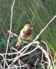Empidonax fulvifrons