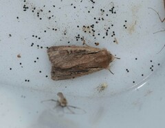 Ichneutica atristriga