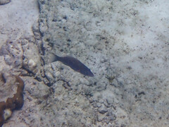 Oxycheilinus digramma