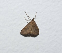 Mnesictena flavidalis