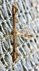 Lantanophaga pusillidactylus