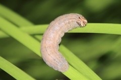 Condica illecta
