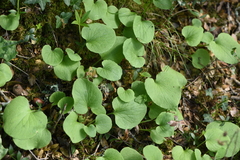Doronicum caucasicum