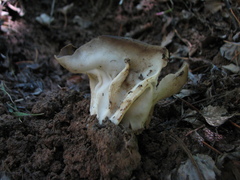 Helvella acetabulum